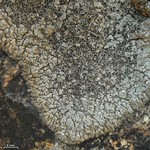 Lobothallia alphoplaca