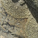 Lobothallia alphoplaca