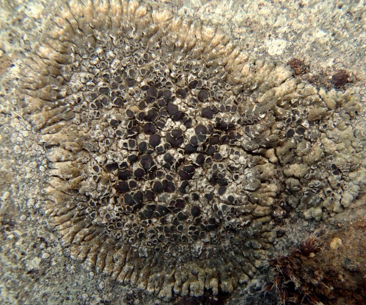 Lobothallia alphoplaca