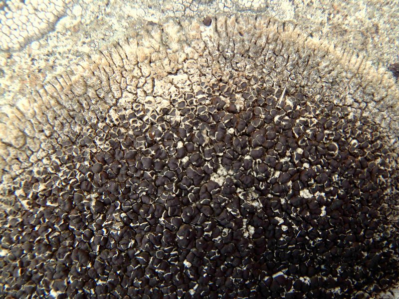 Lobothallia alphoplaca