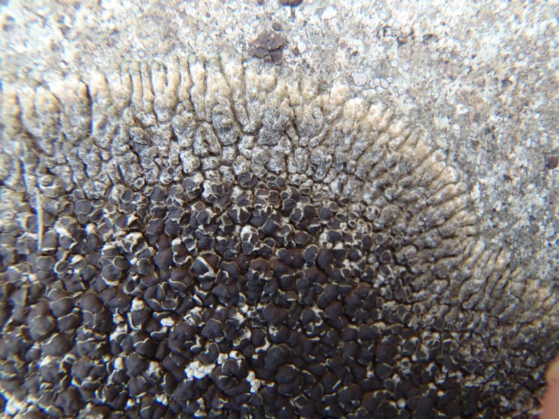 Lobothallia alphoplaca