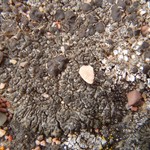 Lobothallia melanaspis