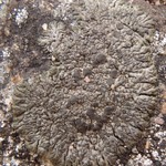 Lobothallia melanaspis