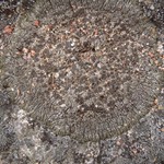 Lobothallia melanaspis