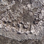 Lobothallia melanaspis