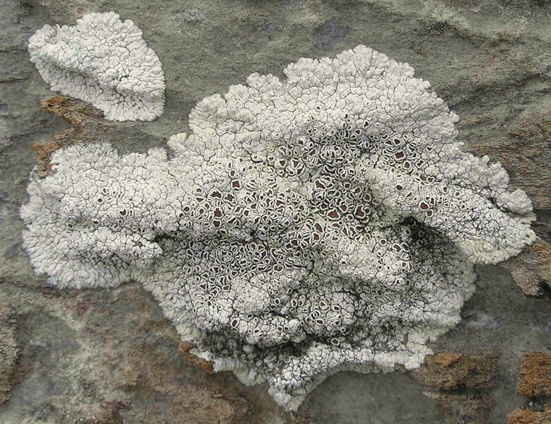 Lobothallia praeradiosa