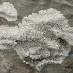 Lobothallia praeradiosa