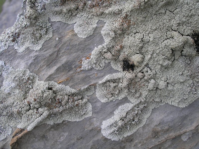 Lobothallia praeradiosa