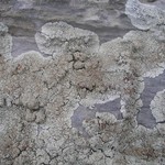 Lobothallia praeradiosa