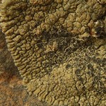 Lobothallia praeradiosa