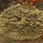 Lobothallia praeradiosa