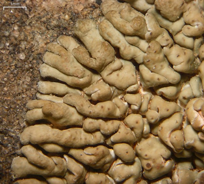 Lobothallia praeradiosa