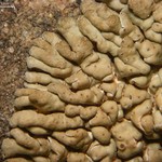 Lobothallia praeradiosa