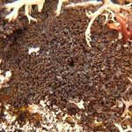 Lopadium coralloideum