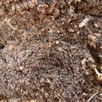 Lopadium pezizoideum
