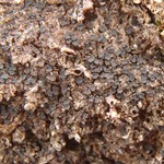 Lopadium pezizoideum