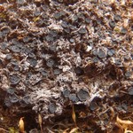 Lopadium pezizoideum
