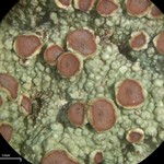 Loxospora ochrophaea