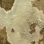 Loxospora pustulata