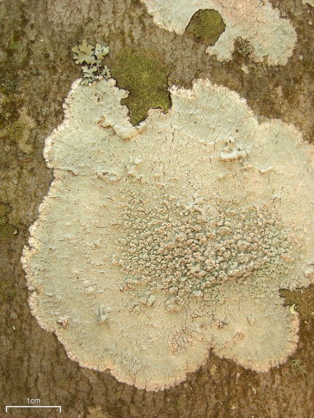 Loxospora pustulata