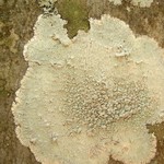 Loxospora pustulata