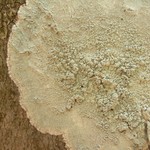 Loxospora pustulata