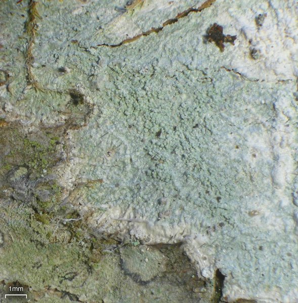 Loxospora pustulata