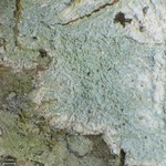 Loxospora pustulata