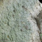 Loxospora pustulata