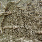 Loxosporopsis corallifera