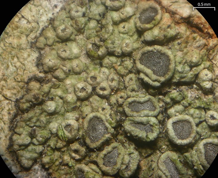 Maronea polyphaea