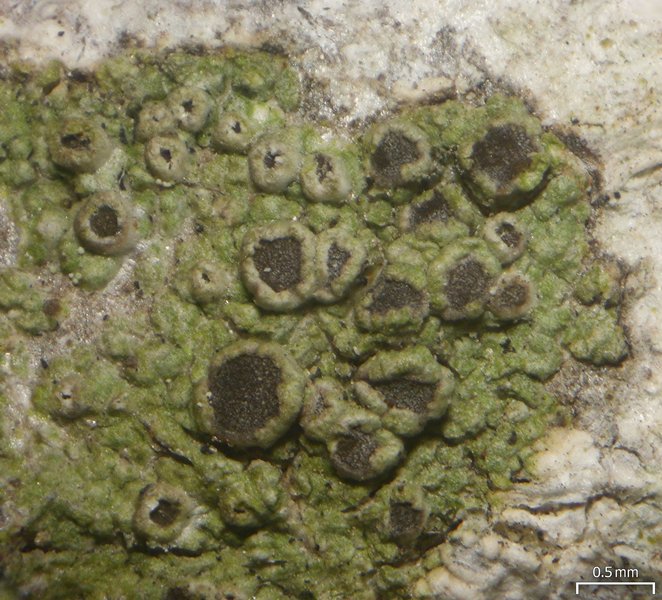 Maronea polyphaea