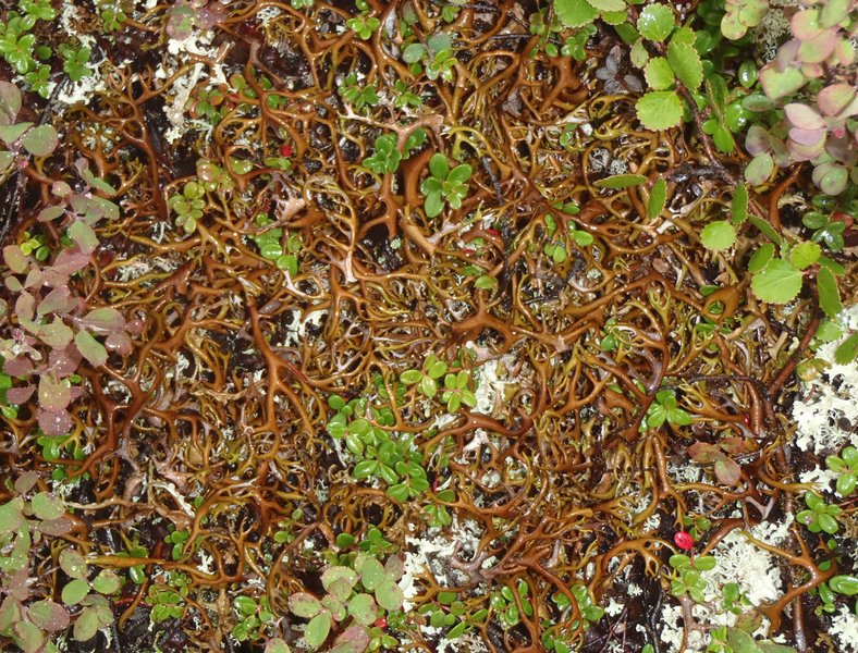 Masonhalea richardsonii