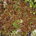 Masonhalea richardsonii