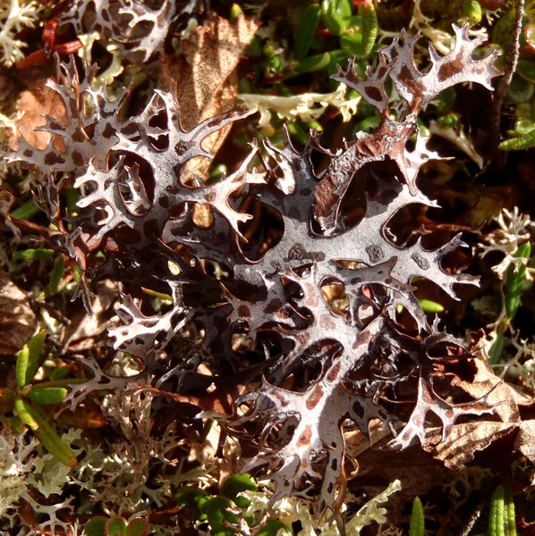 Masonhalea richardsonii