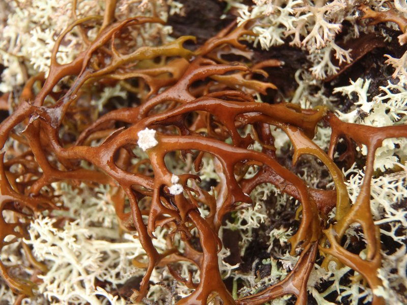 Masonhalea richardsonii