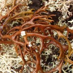 Masonhalea richardsonii