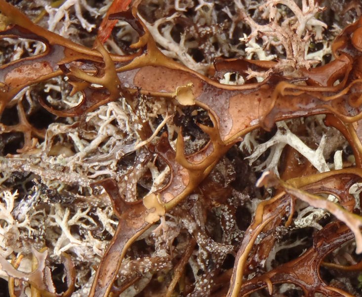 Masonhalea richardsonii