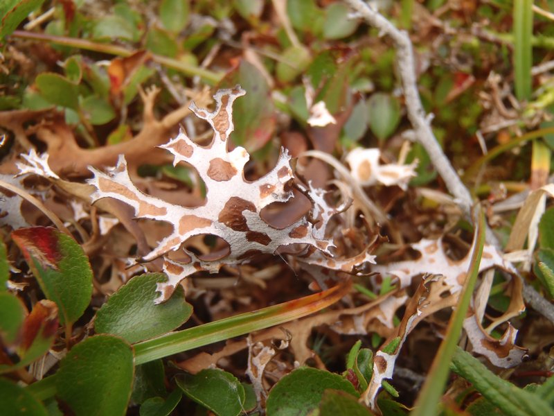 Masonhalea richardsonii