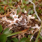Masonhalea richardsonii