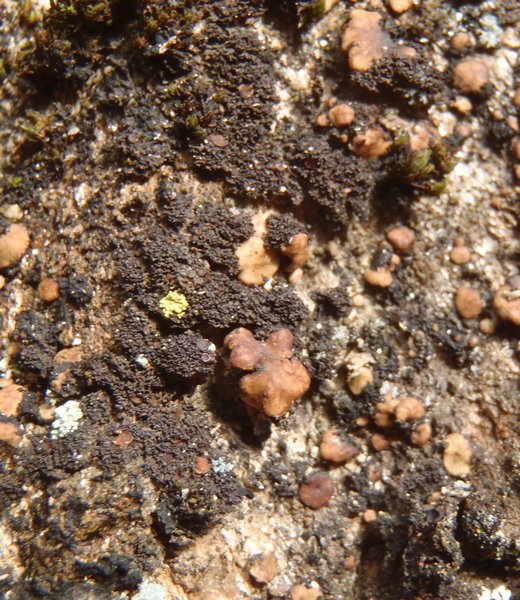 Massalongia microphylliza