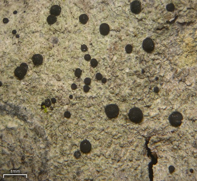 Megalaria columbiana