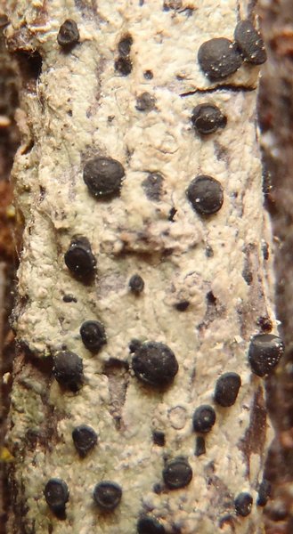 Megalaria columbiana