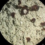 Megalospora pachycheila