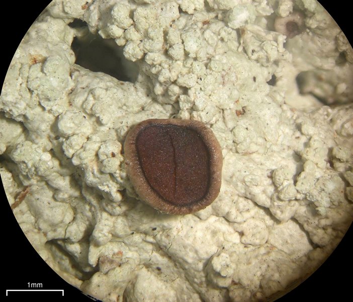 Megalospora pachycheila