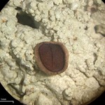 Megalospora pachycheila