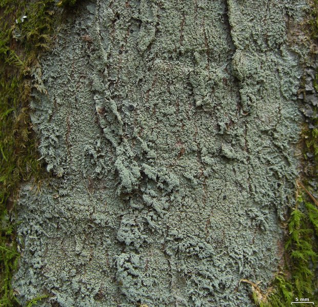 Megalospora porphyritis