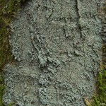 Megalospora porphyritis