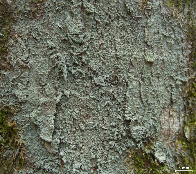 Megalospora porphyritis