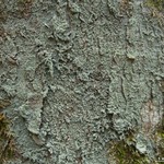 Megalospora porphyritis